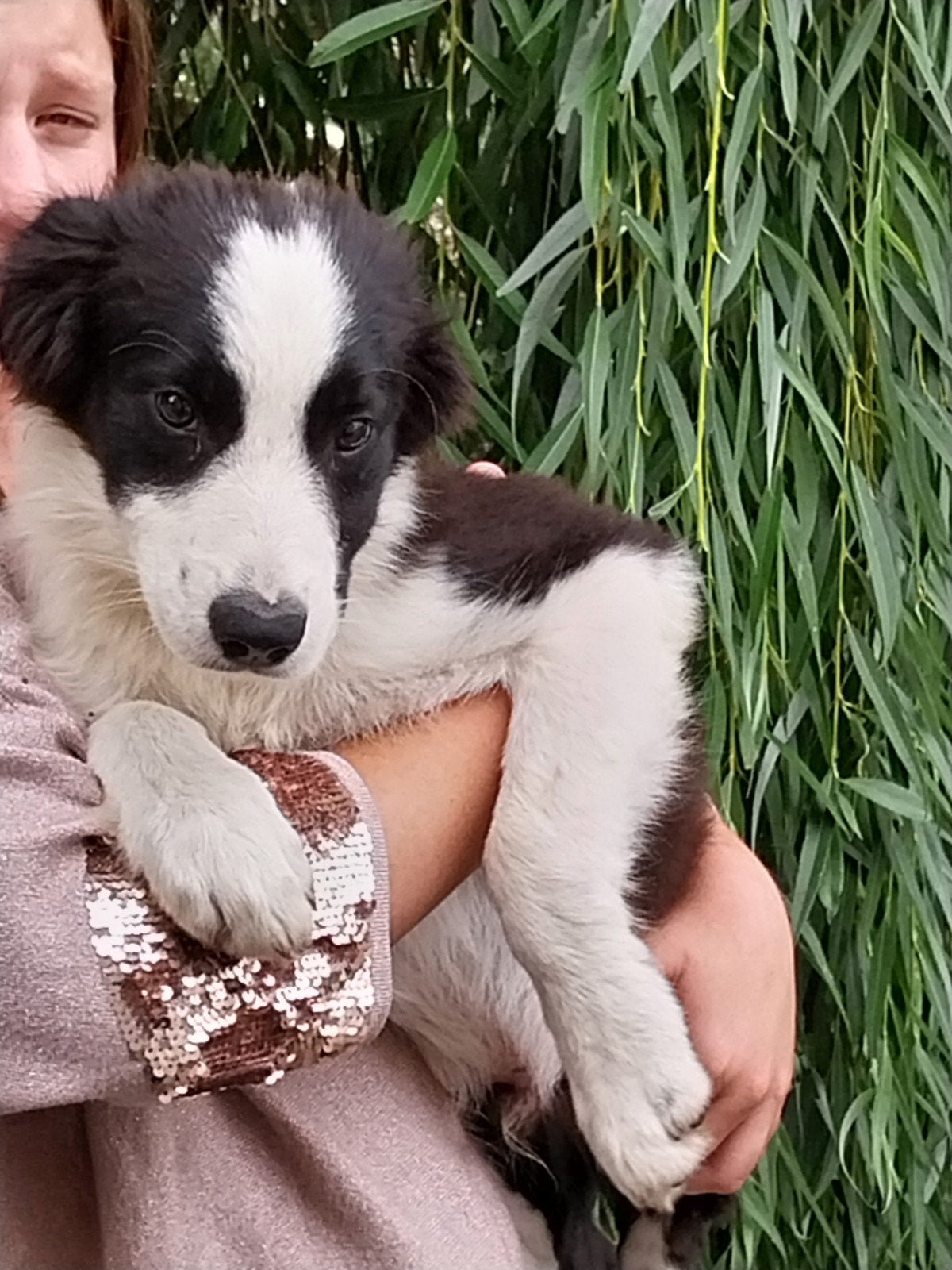 Border collie zwart-wit reutje, Dieren en Toebehoren, België, Fokker | Hobbymatig, 8 tot 15 weken, Collie