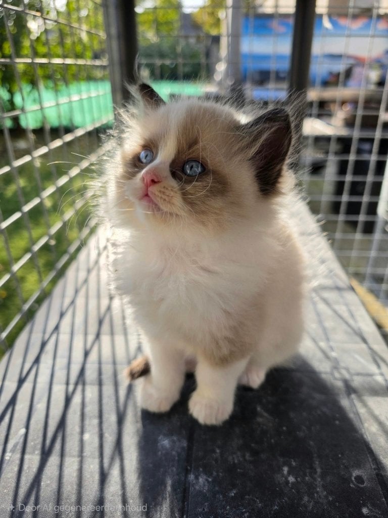 Super Mooie Raszuivere Ragdoll Kittens met Stamboom + Getest, Sexe inconnu, Avec pedigree, 0 à 2 ans