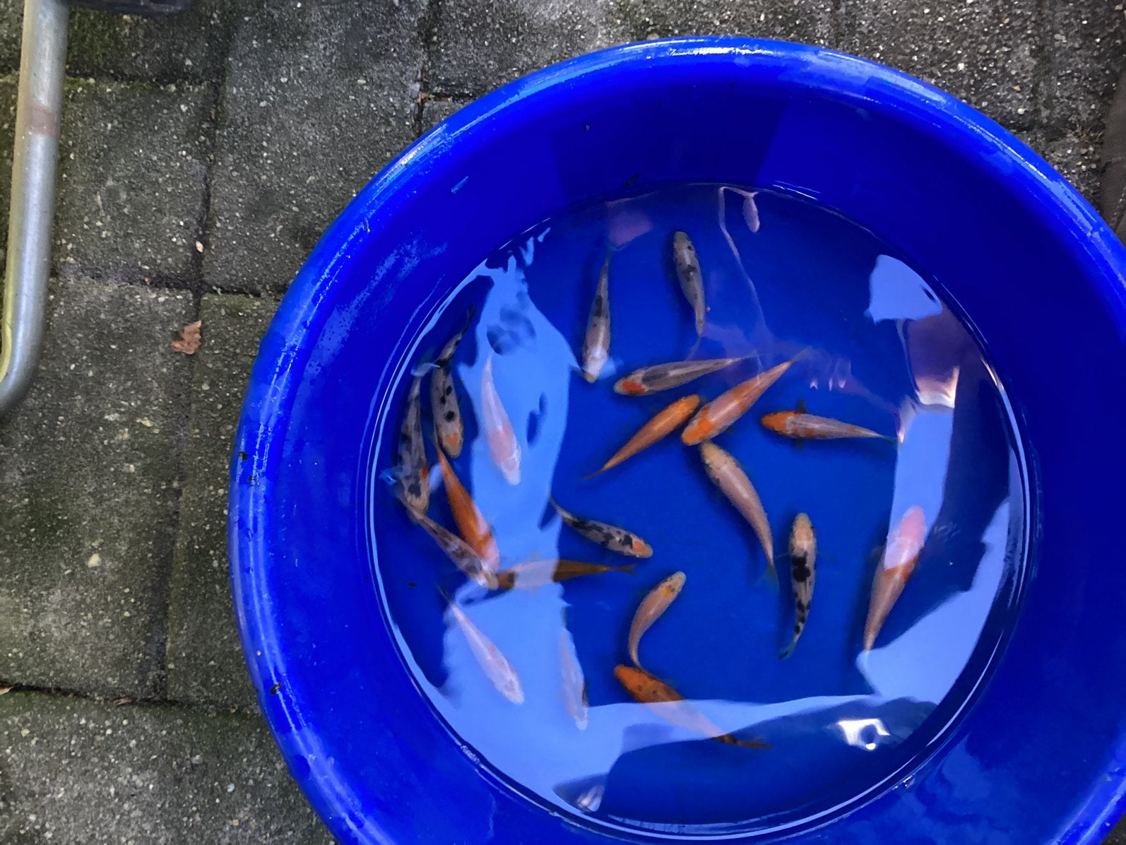 Jonge koi, Carpe ou Koï