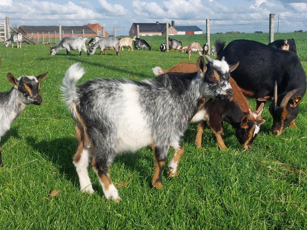 Hermelijn bokje., Dieren en Toebehoren