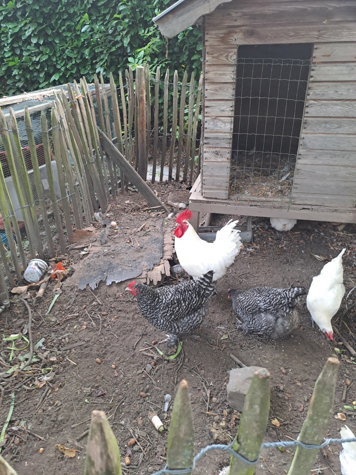Haan, Animaux & Accessoires, Volatiles, Mâle, Poule ou poulet