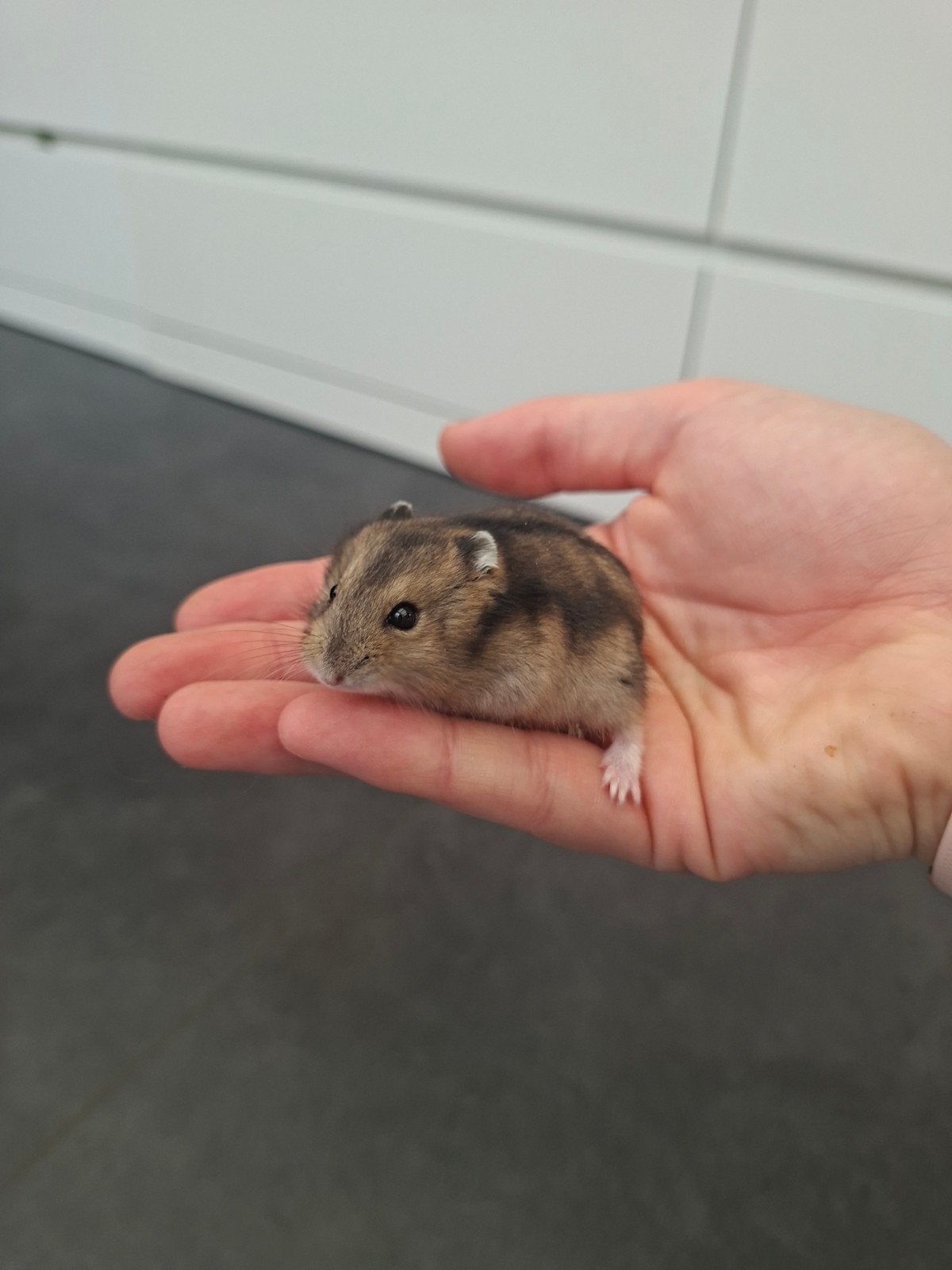 Jonge Russiche dwerghamster, Dieren en Toebehoren, Hamster, Augustus, Mannelijk, Tam