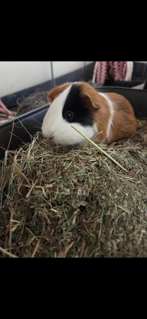 Lieve cavia-dames zoeken droomplekje, Domestique, Avril, Plusieurs animaux, Cobaye