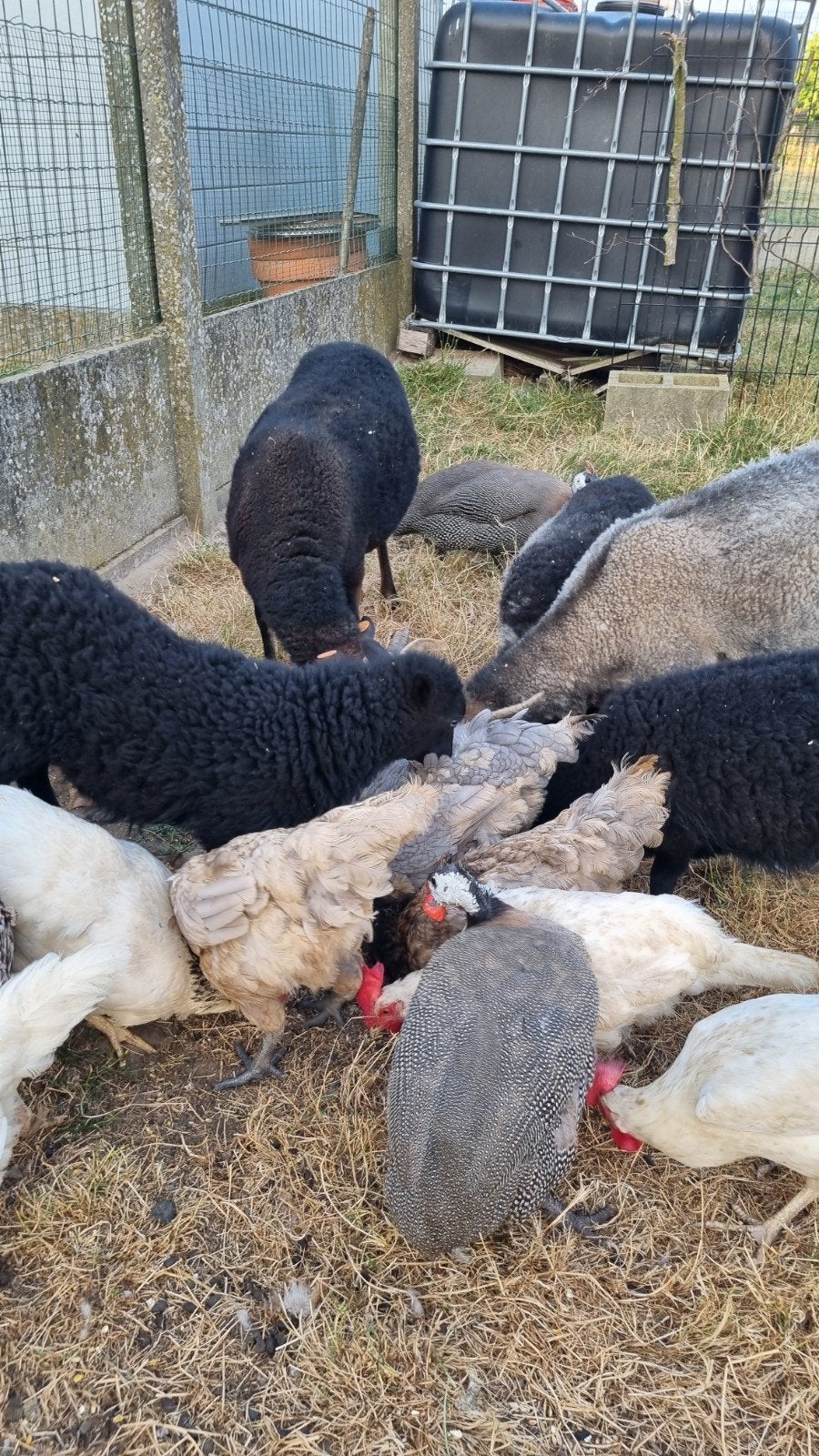 Zwart ouessant ooilam, Dieren en Toebehoren, Vrouwelijk, Schaap, 0 tot 2 jaar