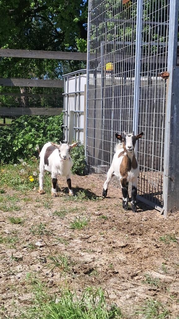 Gecastreerde bokjes €50, Mannelijk, Geit, 0 tot 2 jaar