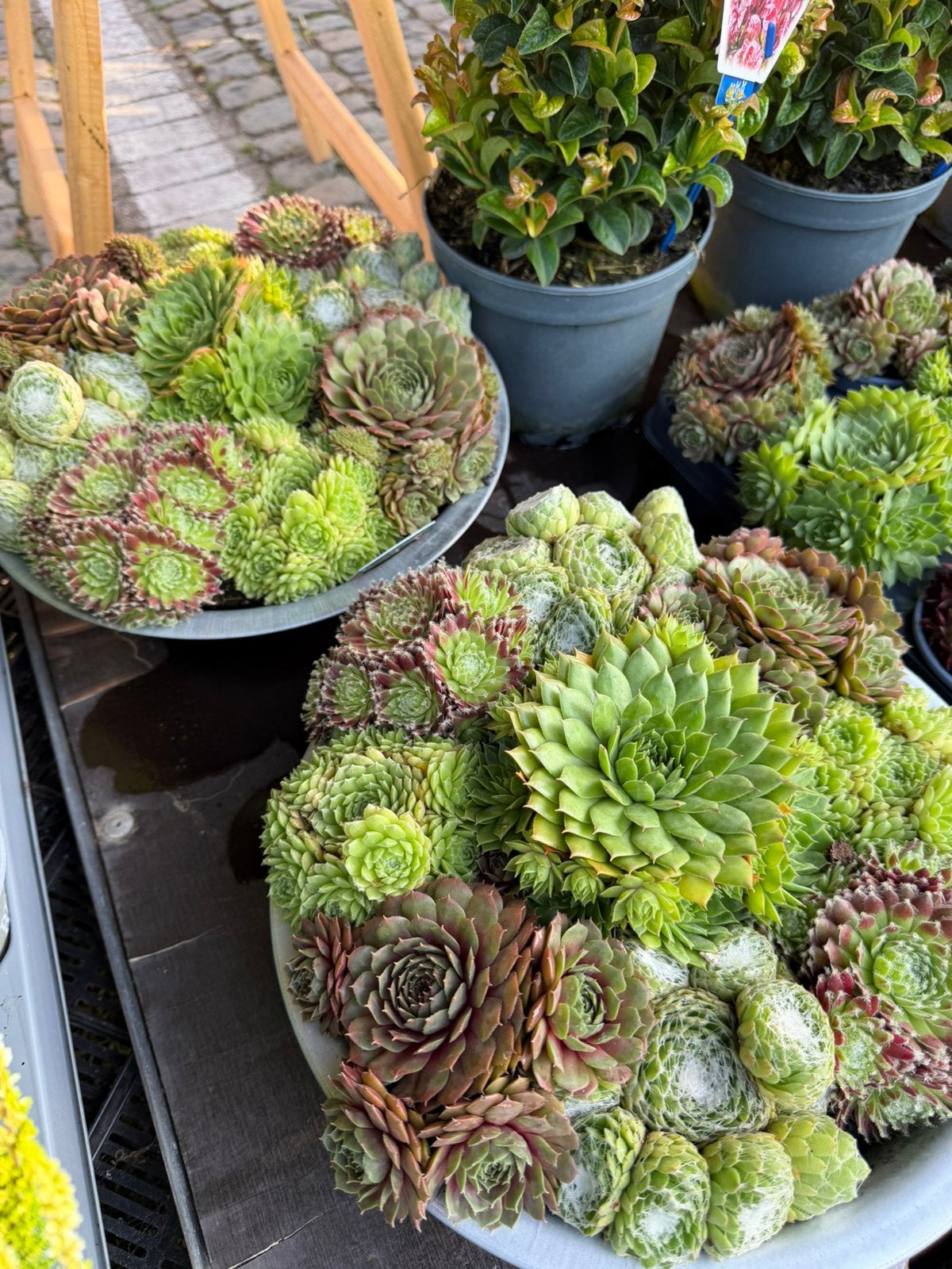 Plantenschaal, Ophalen