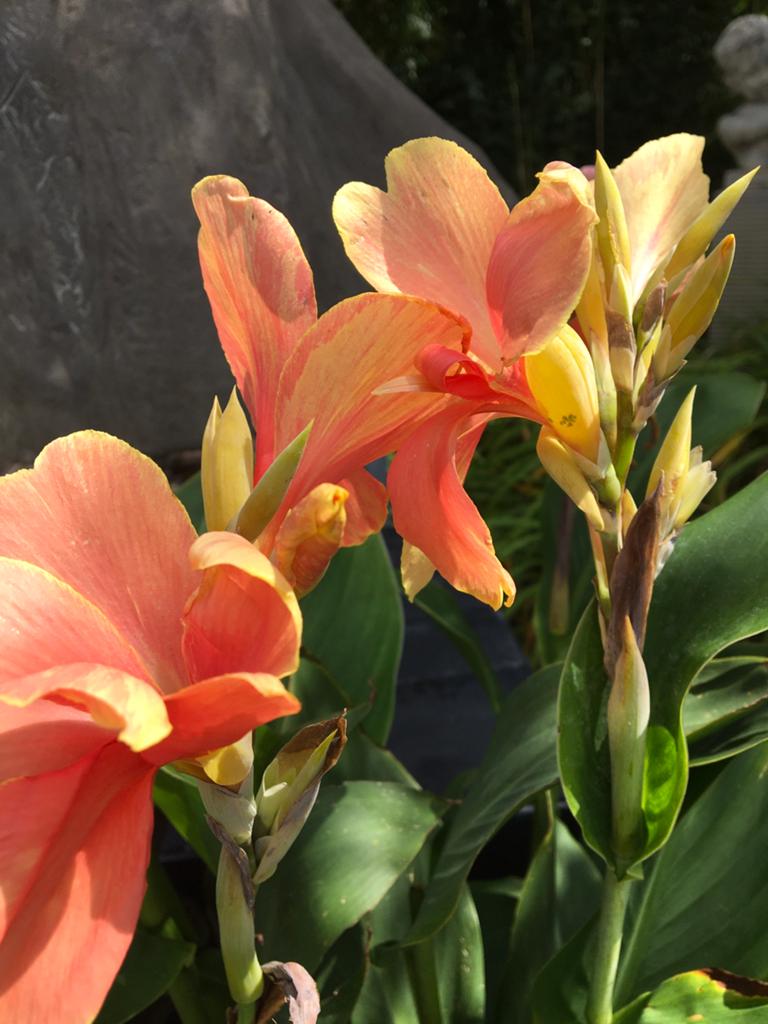 Canna‘s verschillende kleuren, Tuin en Terras, Ophalen, Zomer