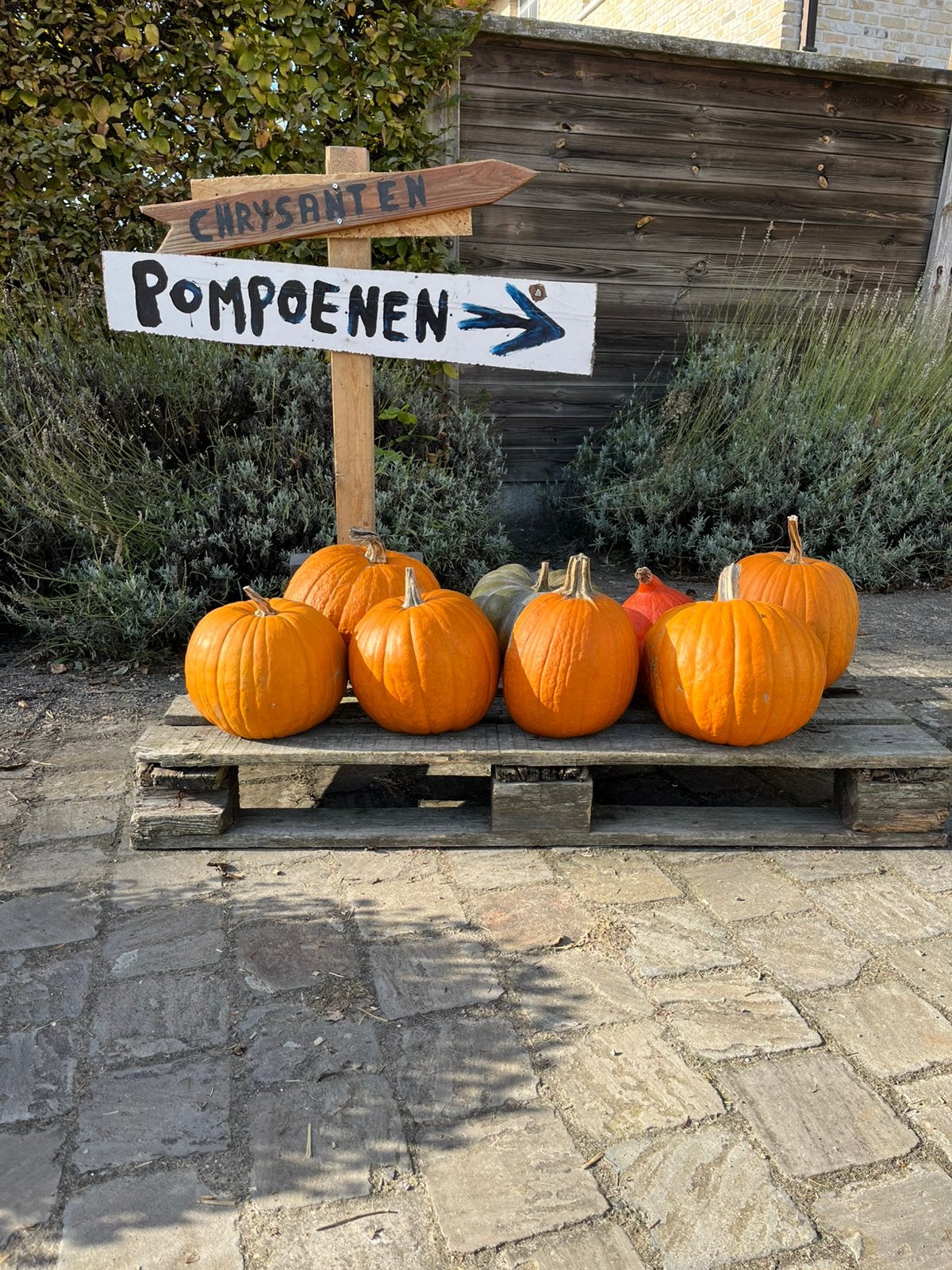 Pompoenen, Diversen, Ophalen