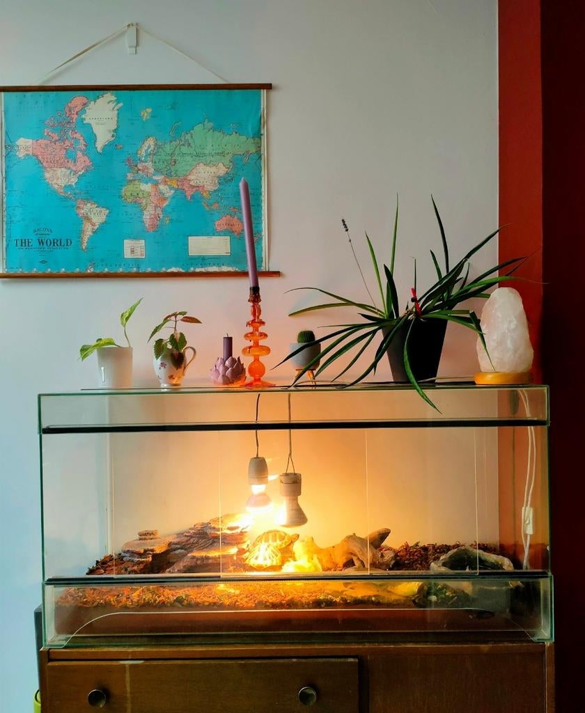 Terrarium inclusief warmtelampen, Enlèvement