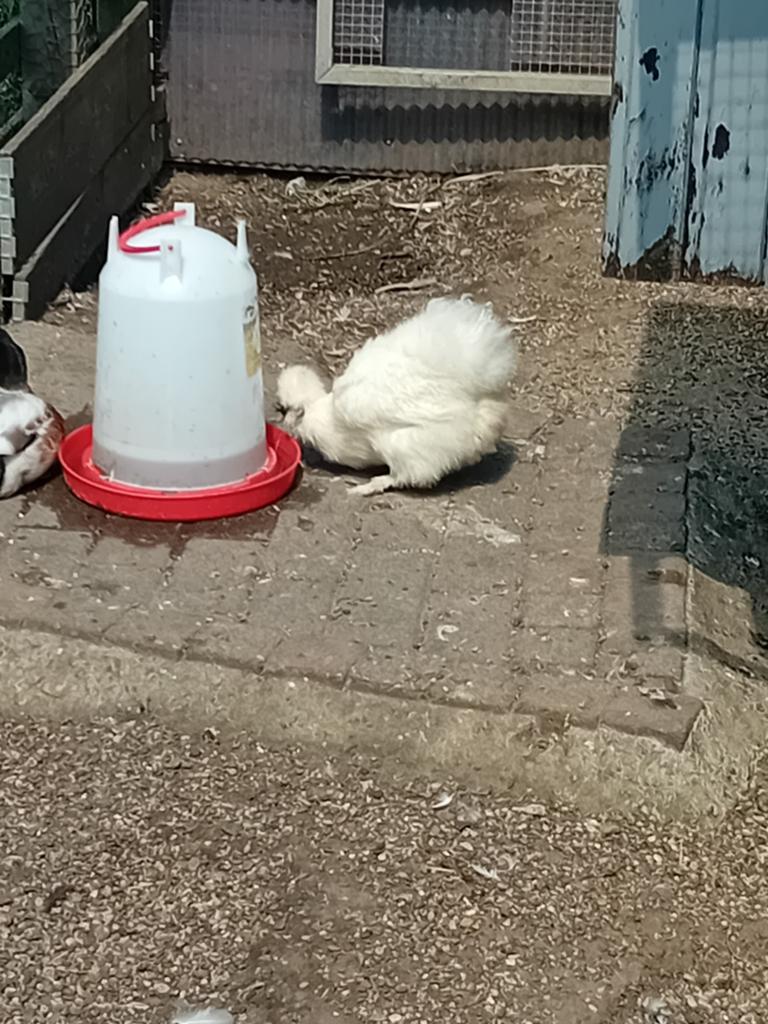4 volwassen zijdehoenders te koop, Dieren en Toebehoren, Pluimvee, Meerdere dieren, Kip