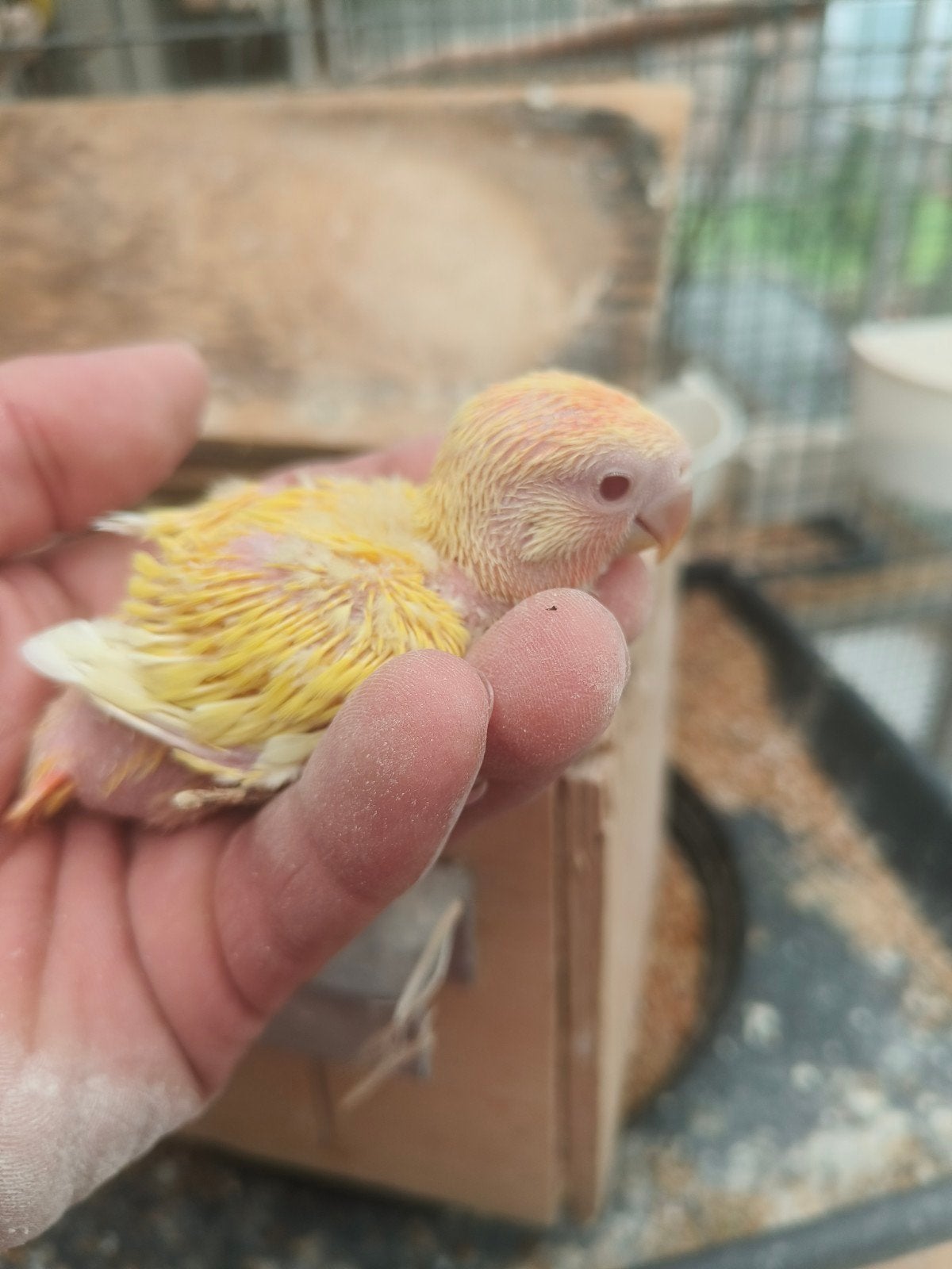 jonge roseicolli, Animaux & Accessoires, Bagué