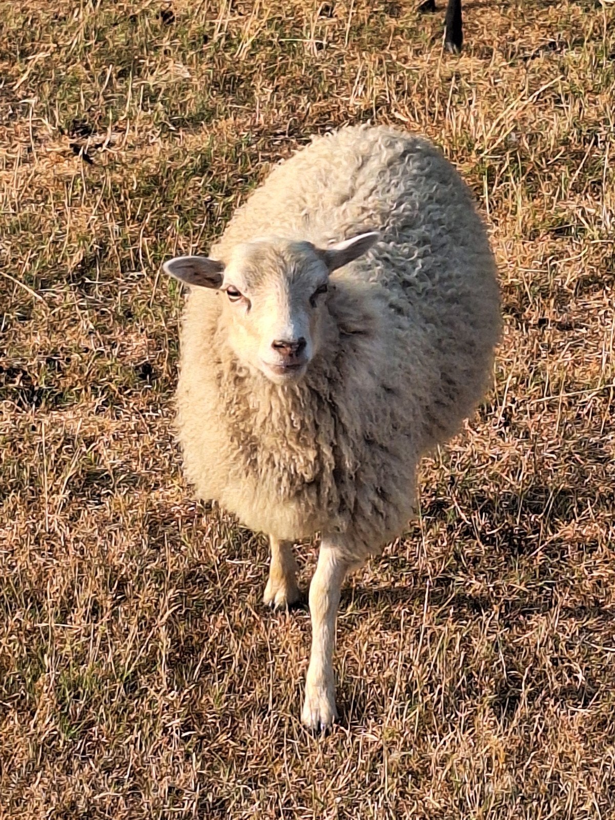 hele mooie ouessant ooien, Femelle, Mouton