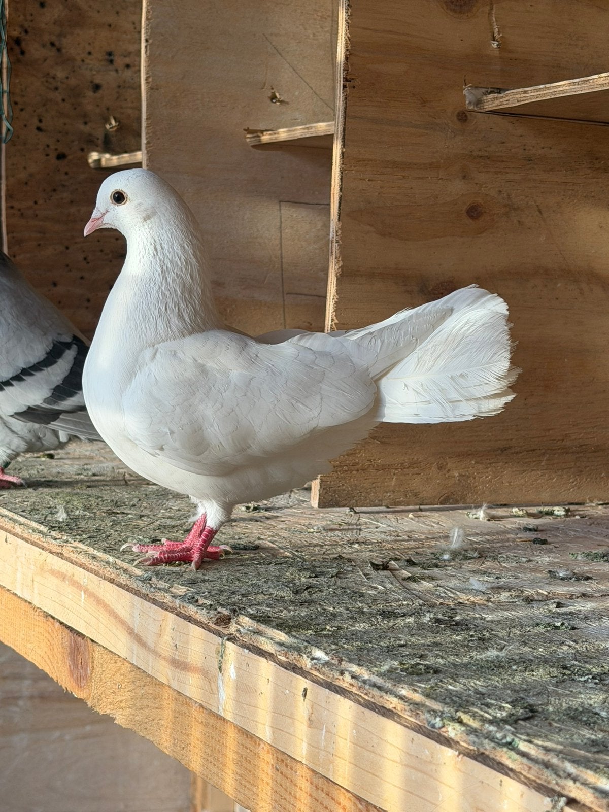 Pigeon Male queue de paon Blanc, Mâle, Autres espèces