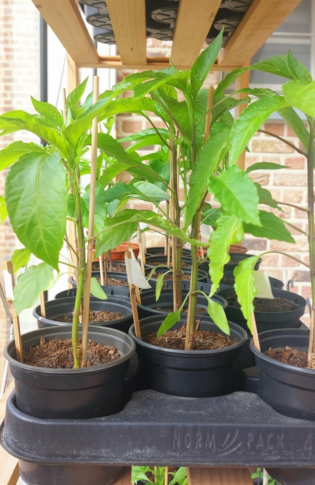 Peperplanten uit eigen kweek (bio), Tuin en Terras, Planten | Tuinplanten, Ophalen, Volle zon, Groenteplanten, Eenjarig