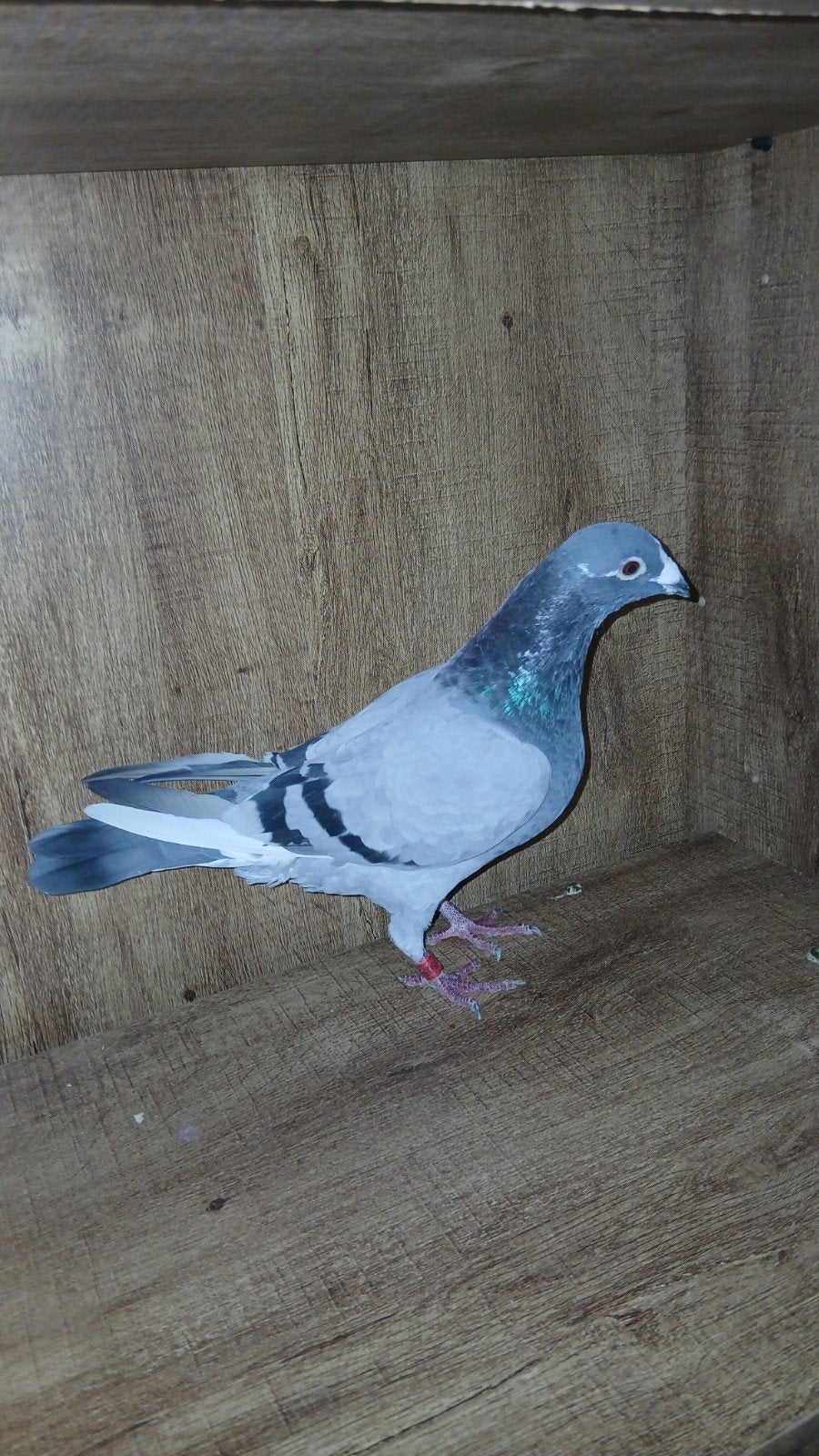 postduiven