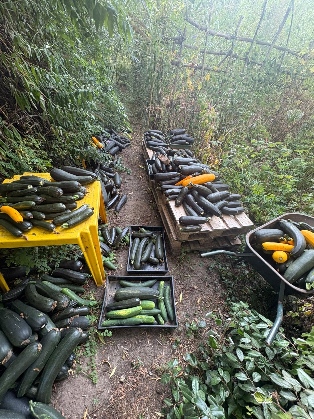Verse Courgette te koop, Ophalen