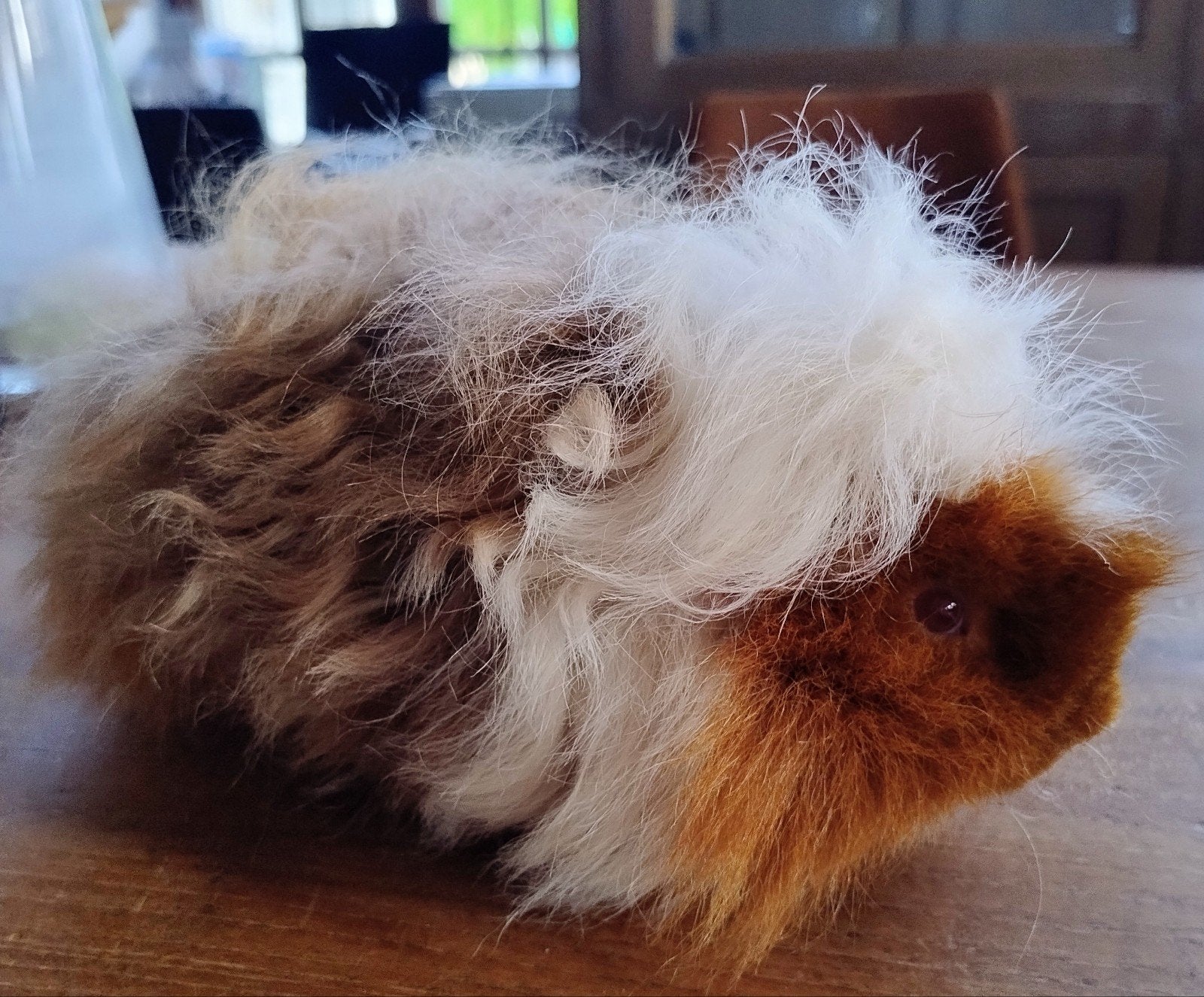 Alpaca cavia beer, Dieren en Toebehoren, Knaagdieren, November, Cavia, Tam