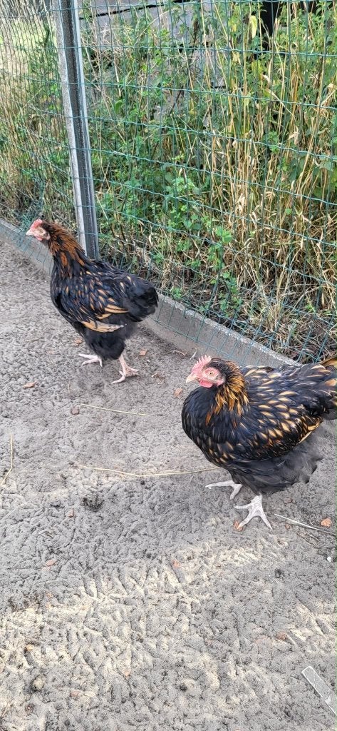 Jonge orpington goud zwartgezoomd, Dieren en Toebehoren, Pluimvee, Mannelijk, Kip