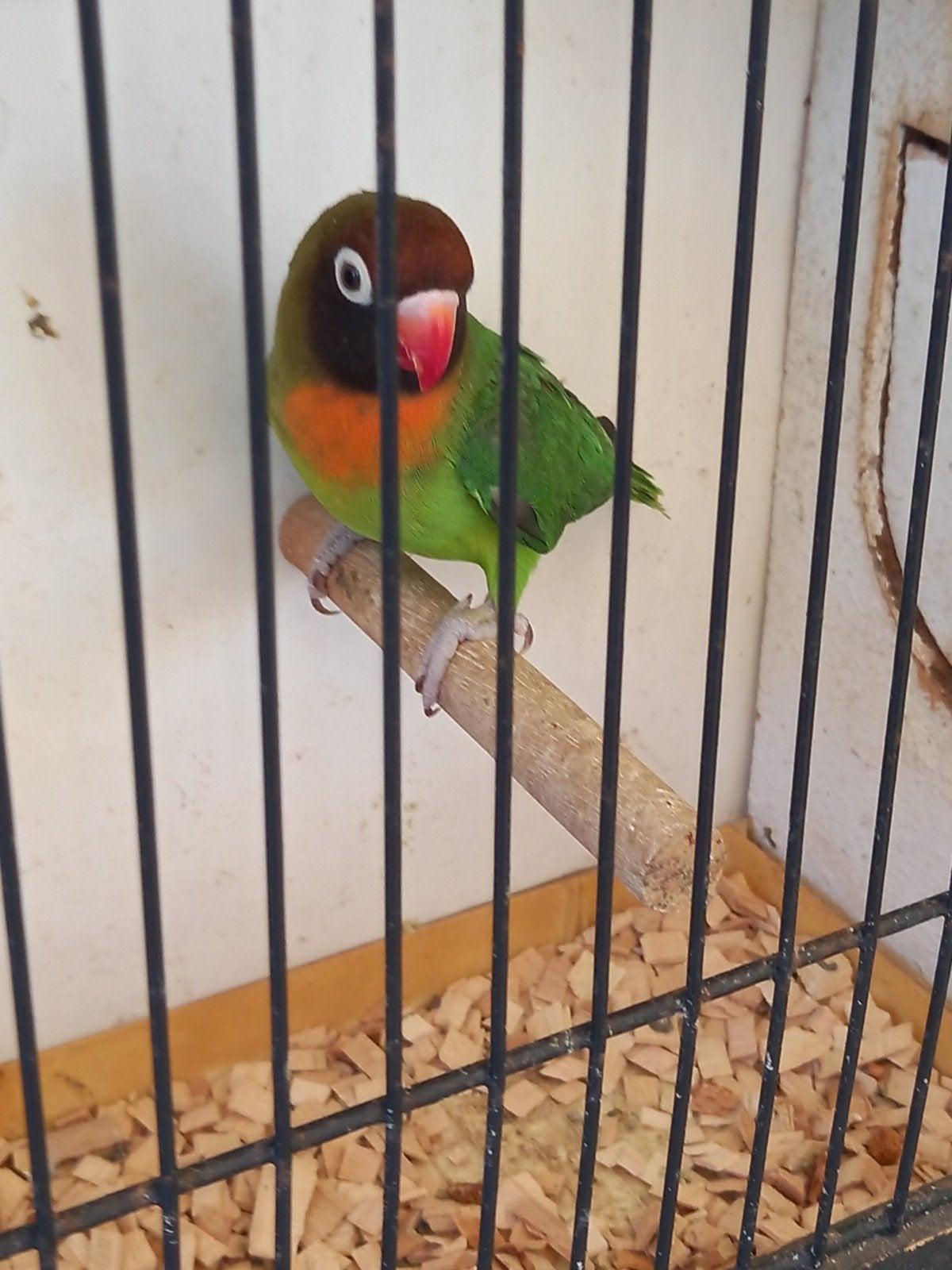agapornis nigrigenis/nigrinis, Animaux & Accessoires