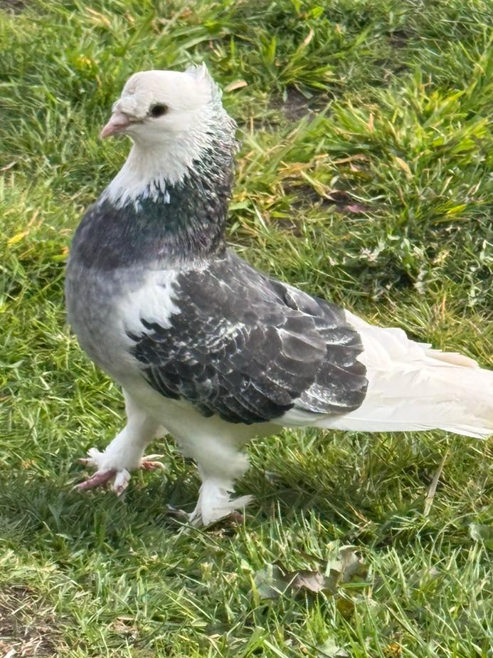 Takla duiven mannelijk, Dieren en Toebehoren, Vogels | Duiven, Mannelijk