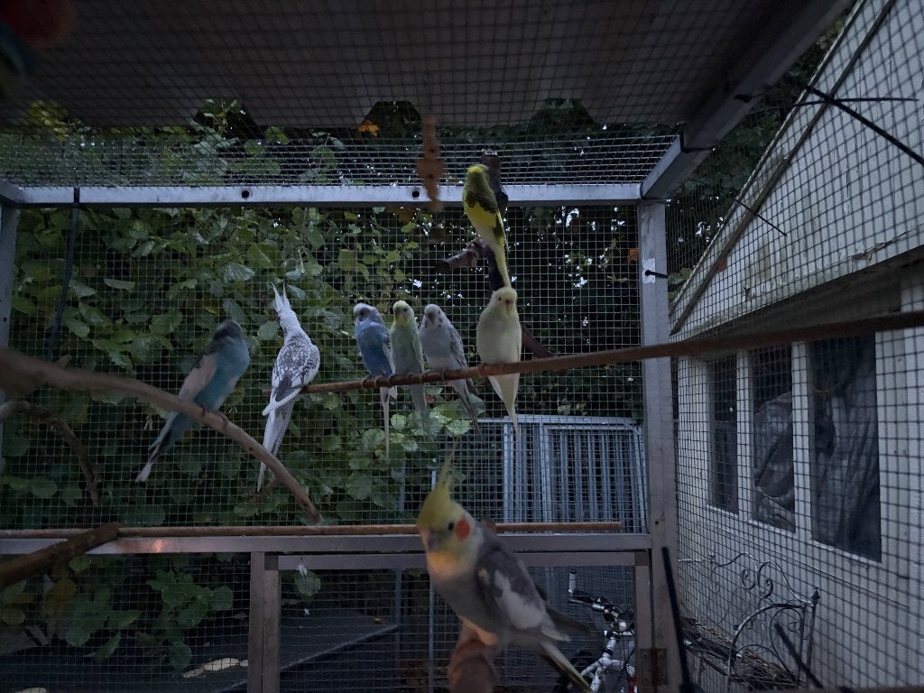 Grasparkieten en valkparkiet, Dieren en Toebehoren, Meerdere dieren, Parkiet