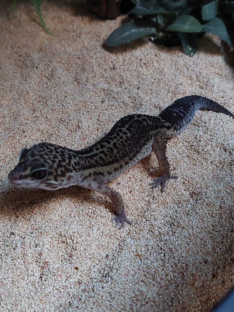 Luipaardgekko black night, Dieren en Toebehoren