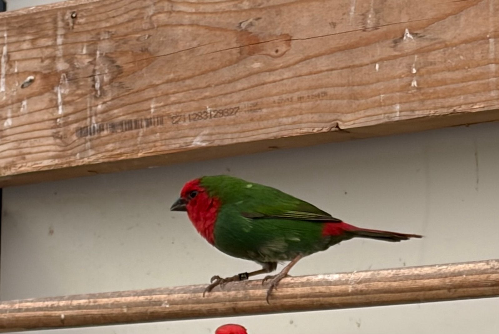 Roodkoppapegaaiamadine, Mannelijk, Tropenvogel, Geringd