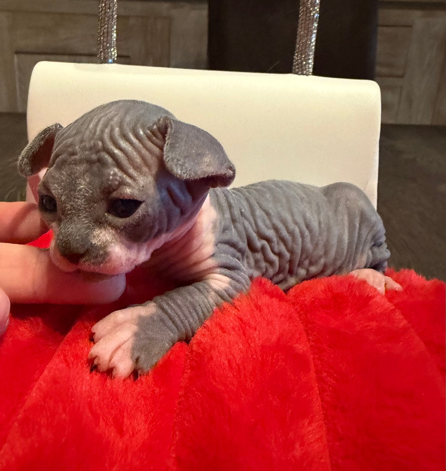 Prachtig Sphynx meisje met stamboom. 💖🎀✨, Chatte ou Chat, Avec pedigree, 0 à 2 ans