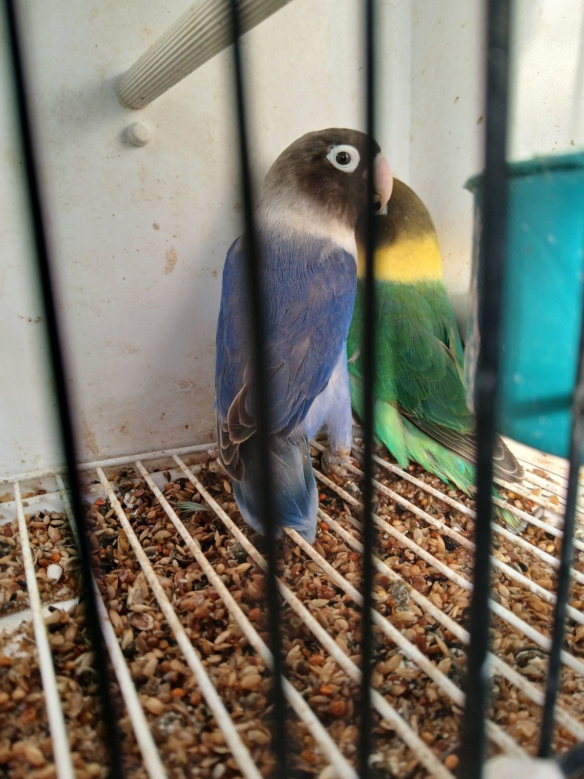 Personata.s koppels en aparte mans en poppen te koop, Dieren en Toebehoren