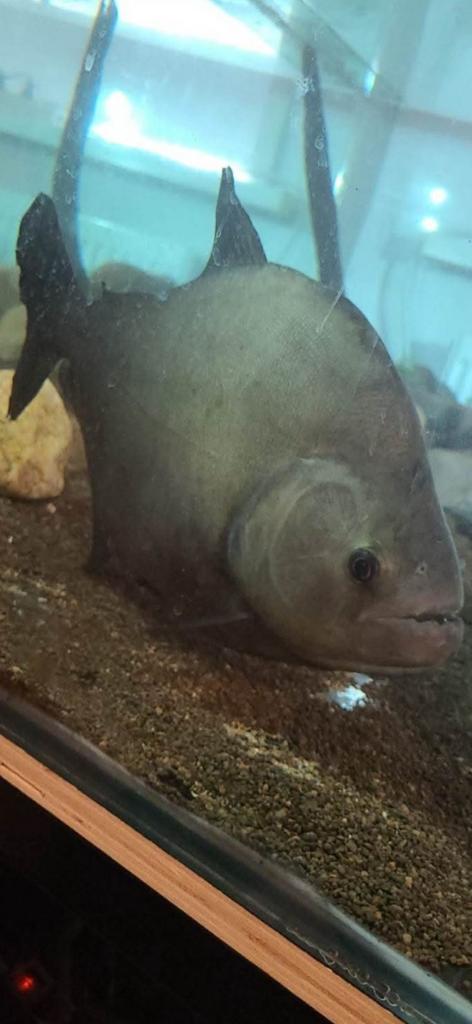 Rhombeus, Dieren en Toebehoren