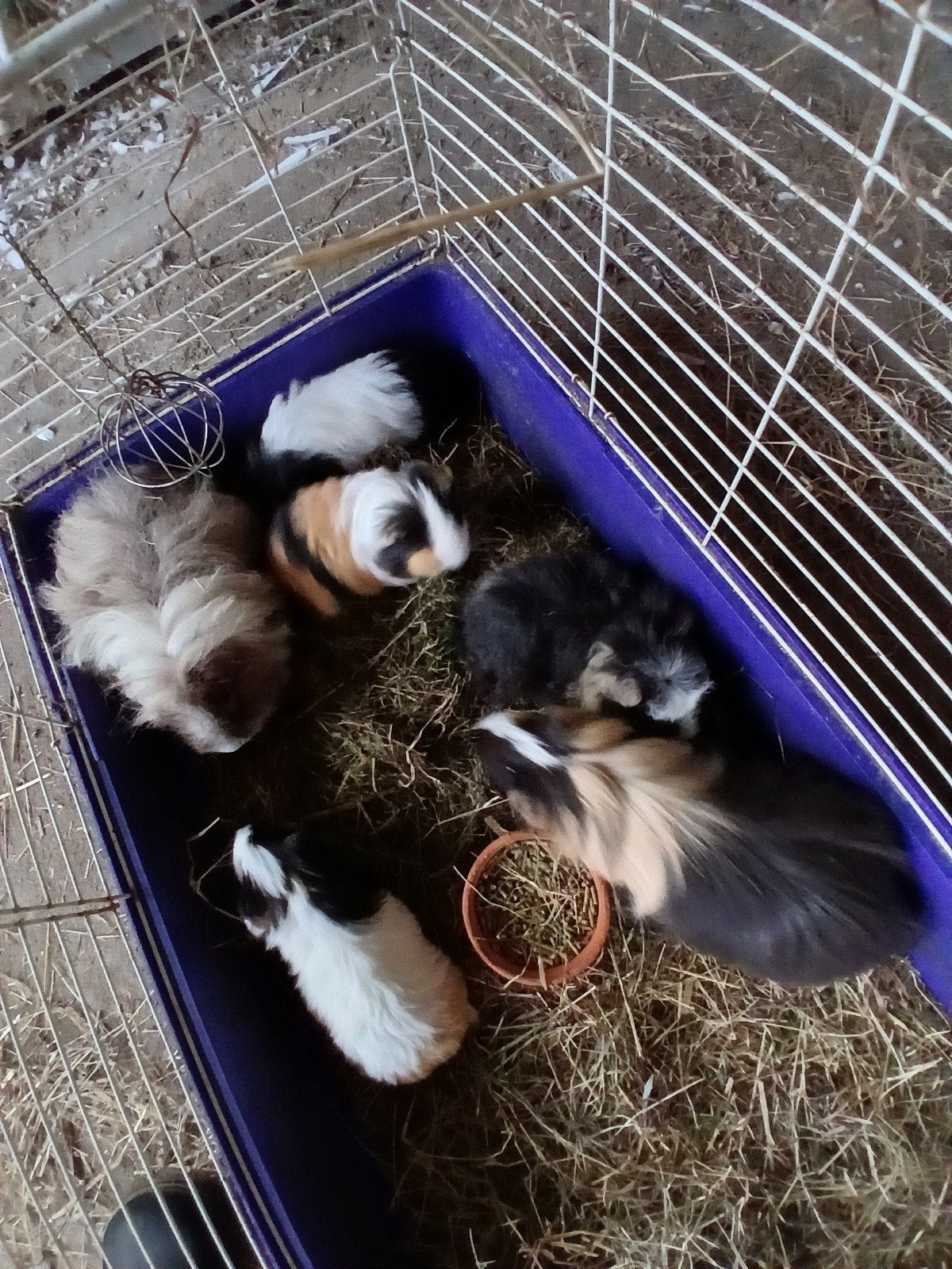 Merino , tessel en shelties  cavia's, Mâle, Domestique, Cobaye, Juillet