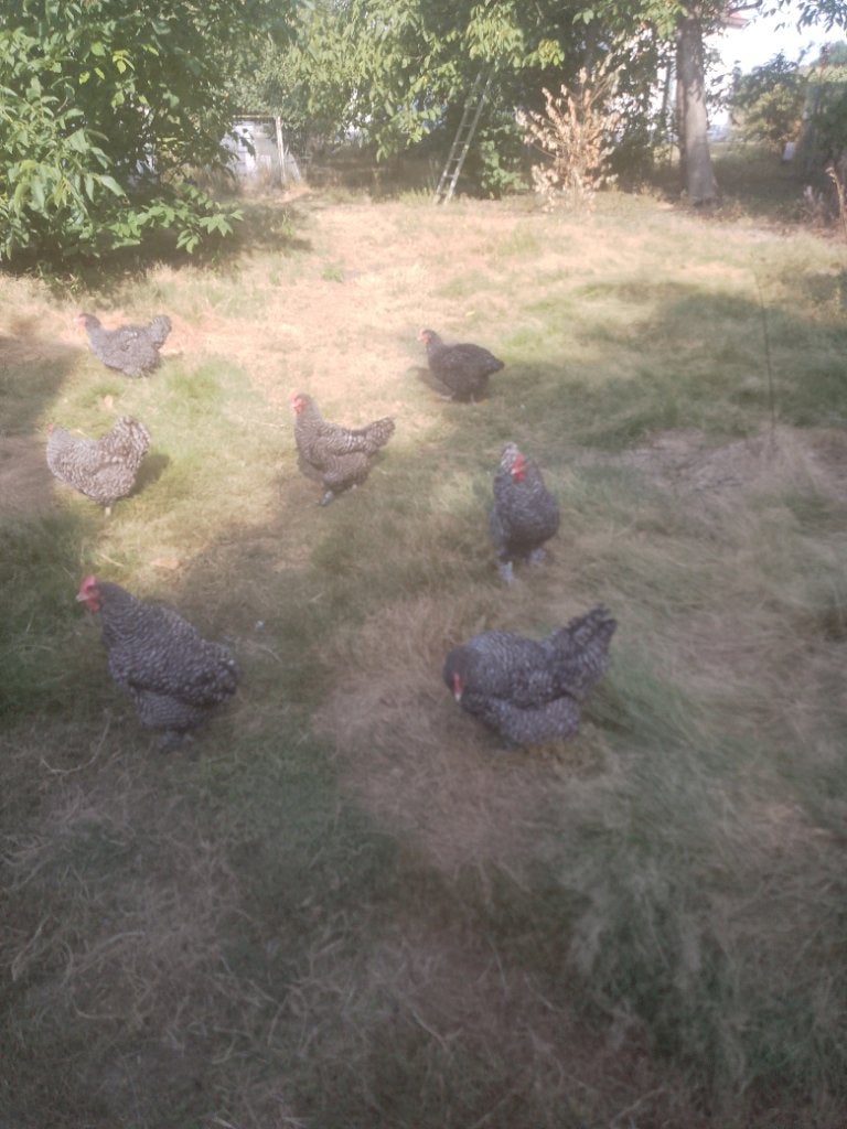 Mechelse Koekoek, Dieren en Toebehoren, Pluimvee, Vrouwelijk, Kip