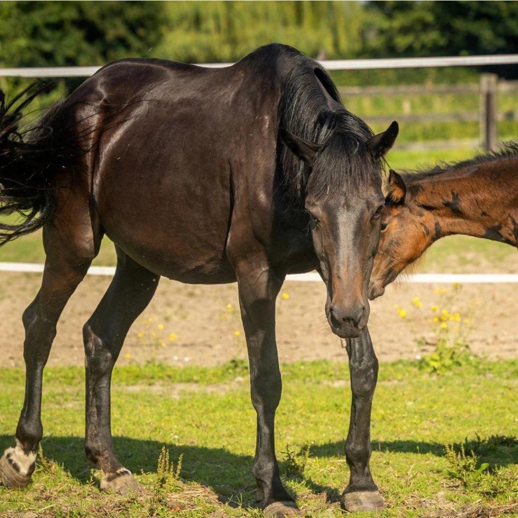 Unieke kans: zwarte merrie uit Donnerhall-lijn, Merrie, Met stamboom, Dressuurpaard, 160 tot 165 cm