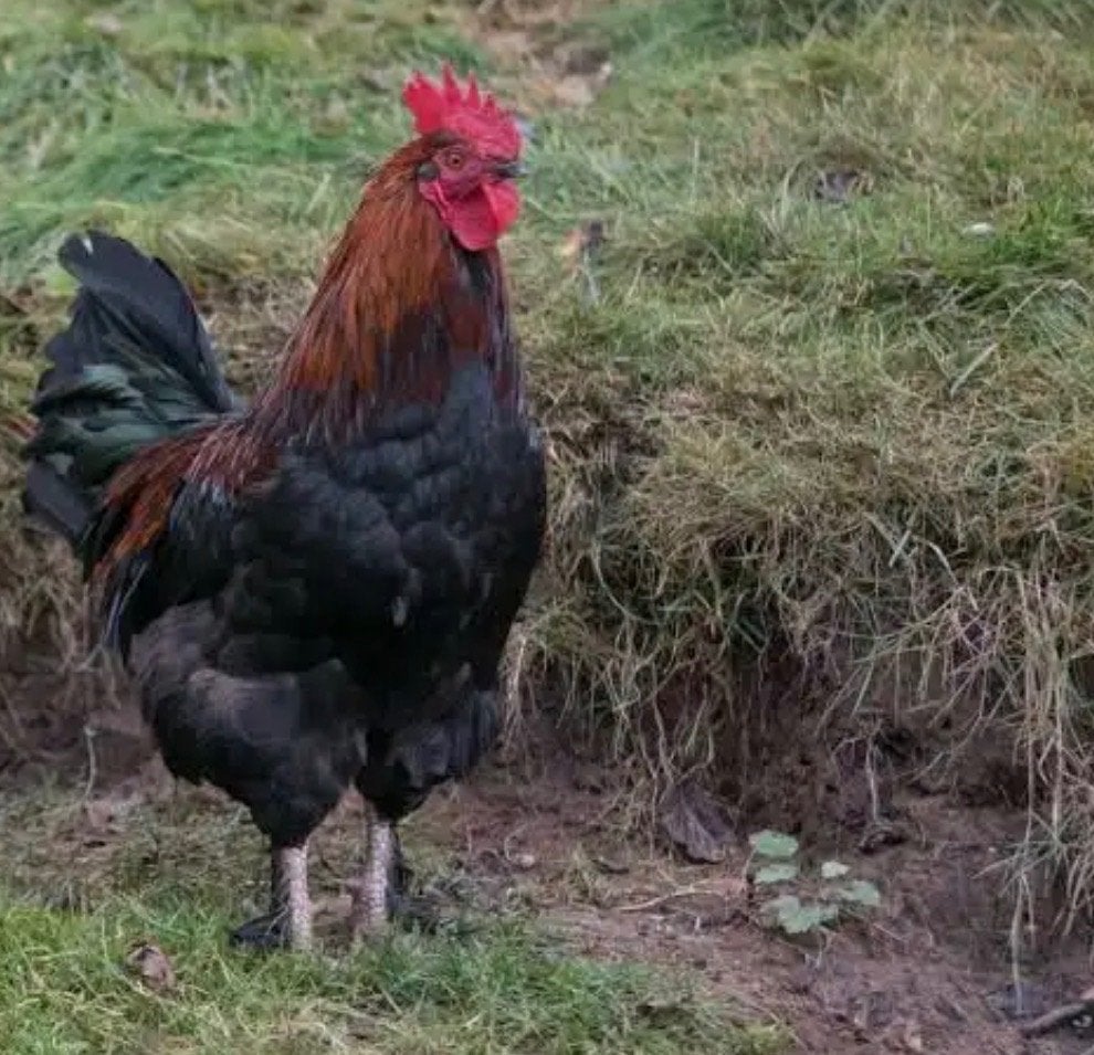 Marans haan, Dieren en Toebehoren, Mannelijk, Kip