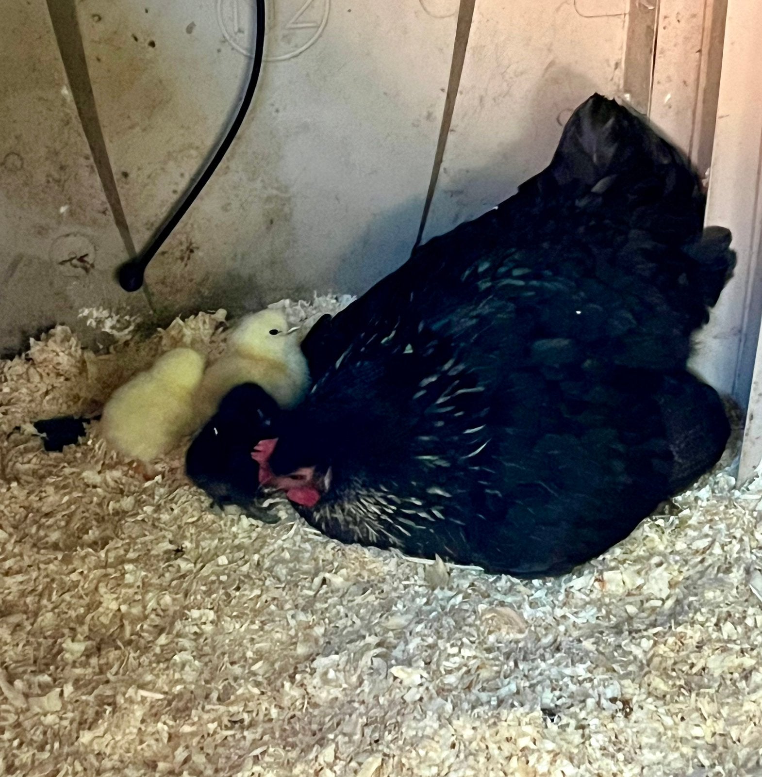 Mama hen kruising. Met 3 kuikens 2 gele en 1 zwarte., Dieren en Toebehoren, Pluimvee, Geslacht onbekend, Kip