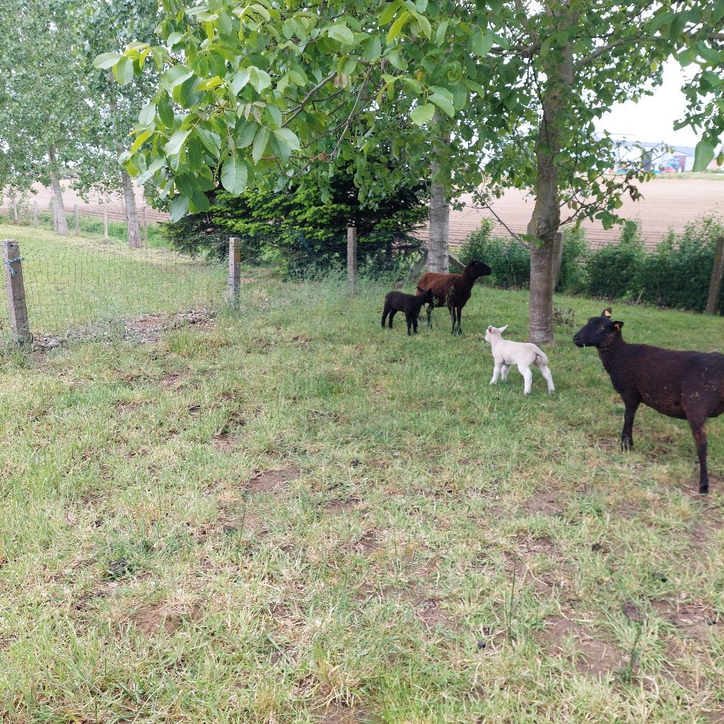 schaap met lam, Dieren en Toebehoren, Schapen, Geiten en Varkens, Schaap