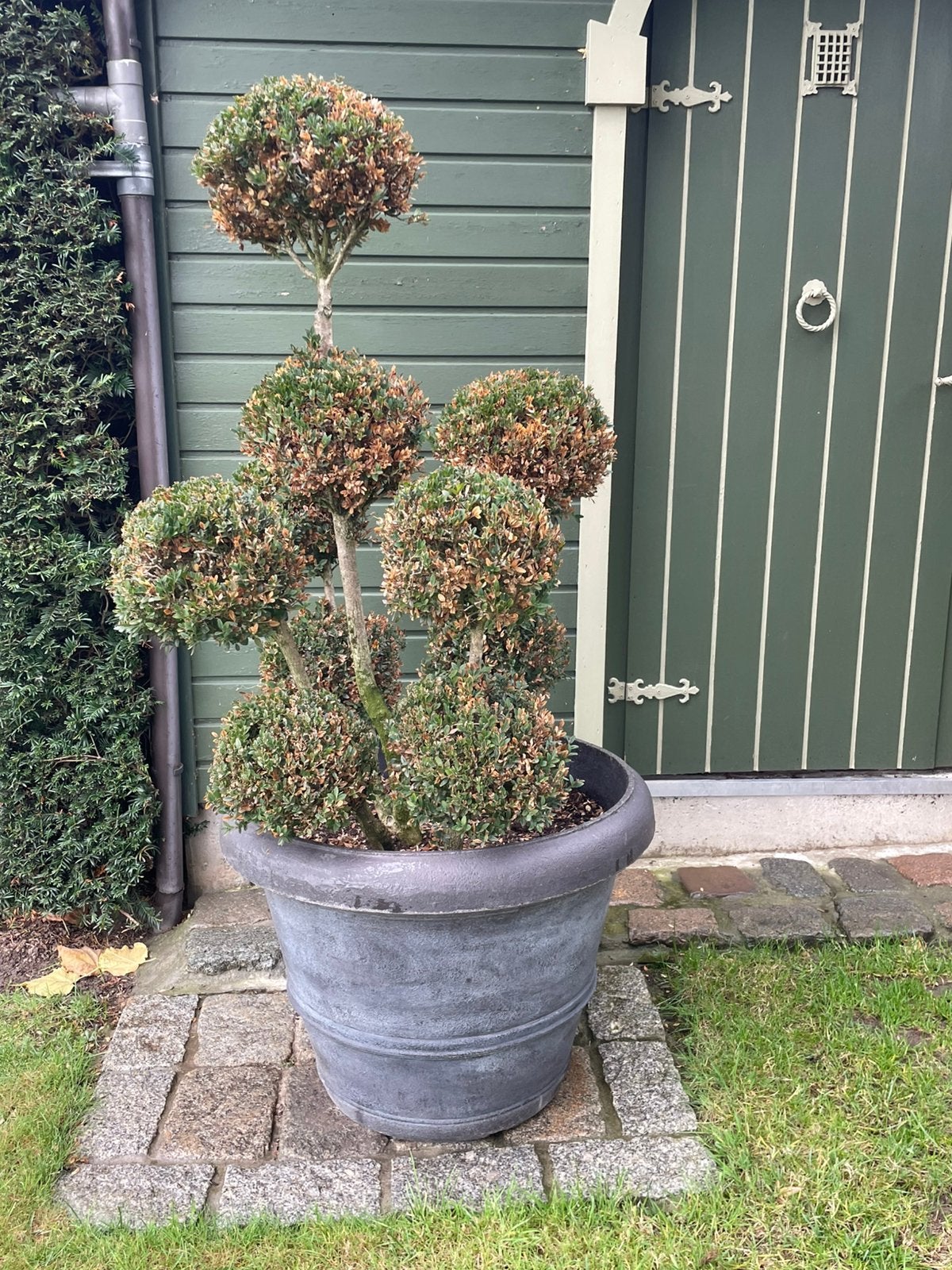 Buxus in model gezet 10 bollen, Tuin en Terras, Ophalen, Zomer