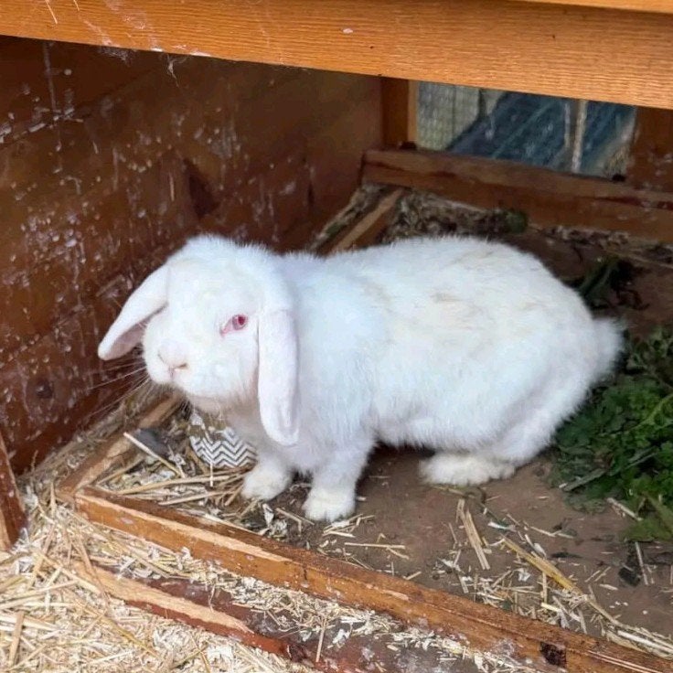 hangoor konijn, Dieren en Toebehoren, Vrouwelijk, Middelgroot, Hangoor, 0 tot 2 jaar