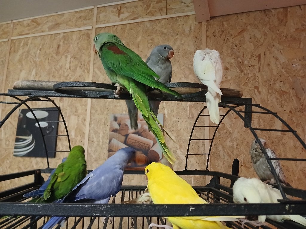 Handtamme Halsbanden, Plusieurs animaux, Perruche, Domestique