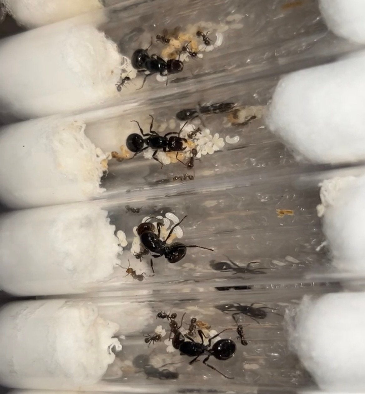 Messor barbarus kolonies / mieren ant kolonie, Dieren en Toebehoren, Mieren