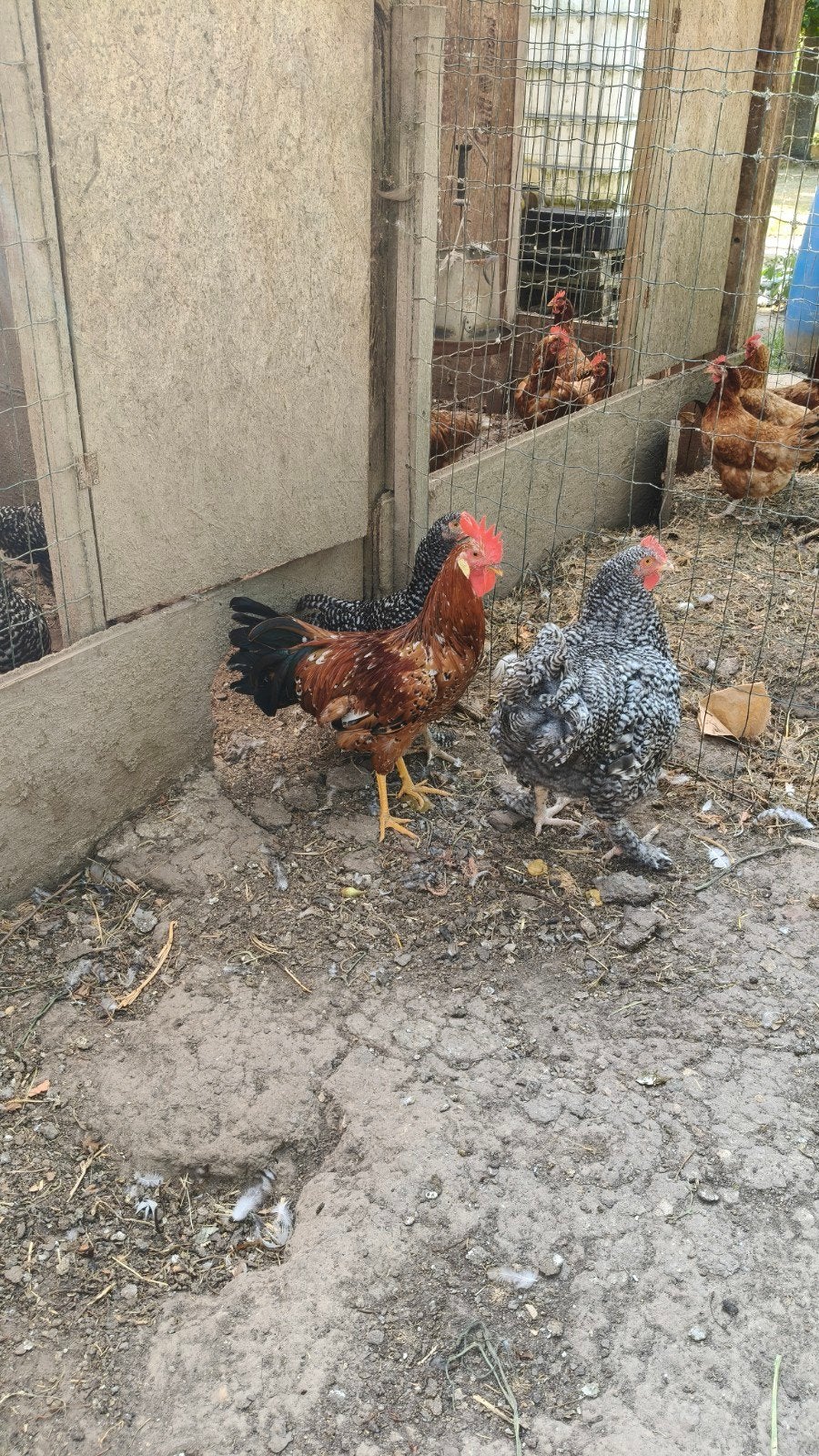 kweektoom Leghorn Porselein van april (4 hennen + 1 haan), Dieren en Toebehoren, Pluimvee, Meerdere dieren, Kip