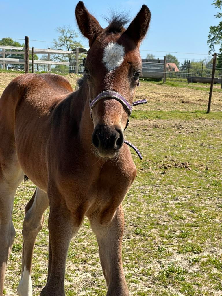 Merrieveulen Conkanno PS, Dieren en Toebehoren, Paarden, Merrie, Z, Gechipt