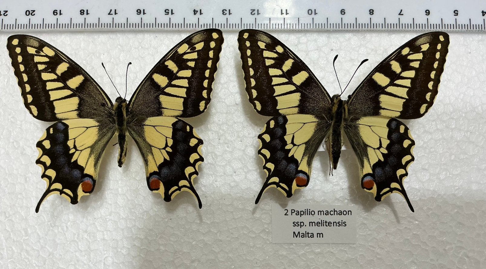 Papilio machaon, Malta, Enlèvement, Comme neuf