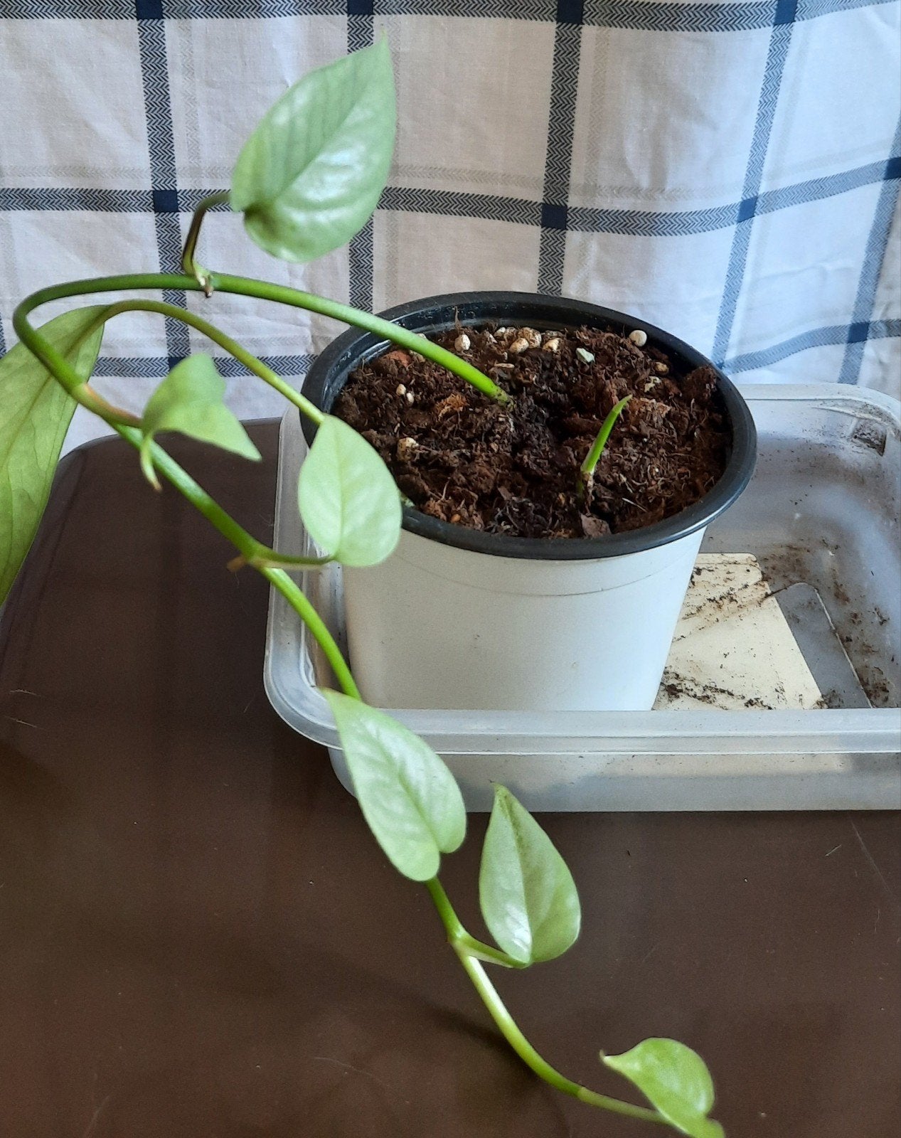 Epipremnum cebu blue stekjes, Huis en Inrichting, Kamerplanten, Ophalen, Overige soorten, Halfschaduw, In pot