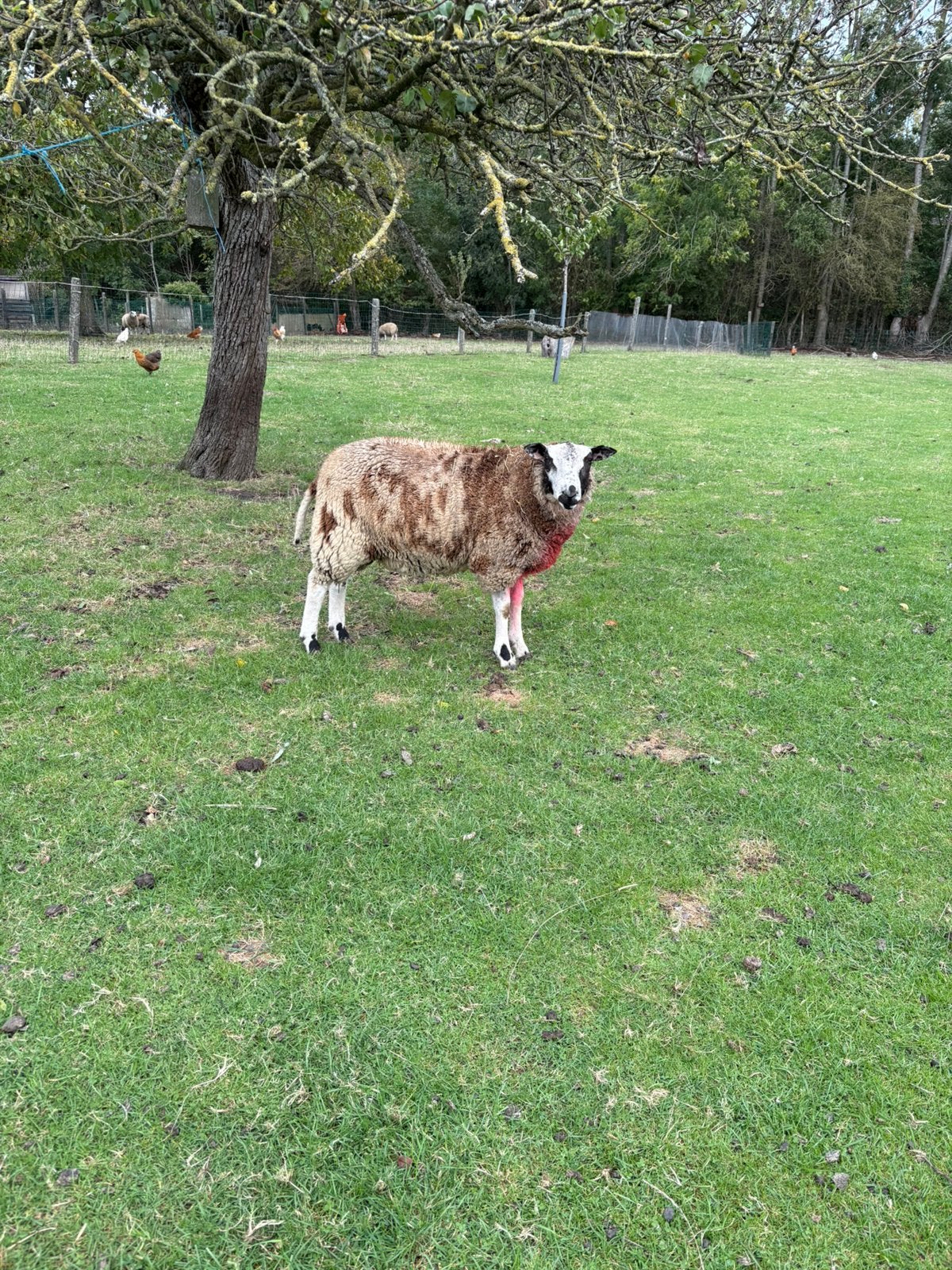 Bonte ram, Mannelijk, Schaap, 0 tot 2 jaar