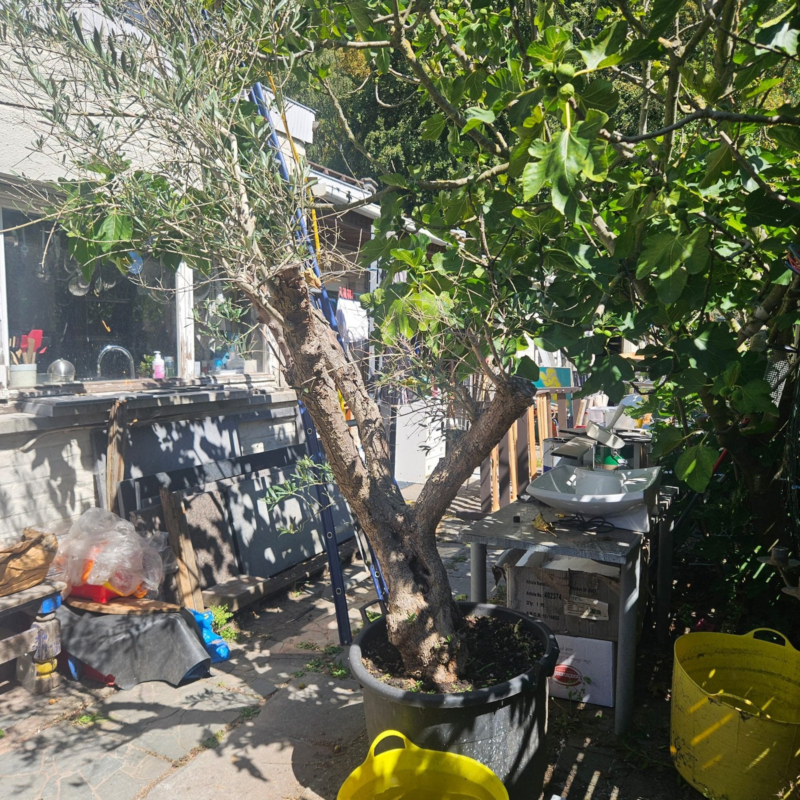 Olijfboom, Tuin en Terras, Ophalen, Olijfboom