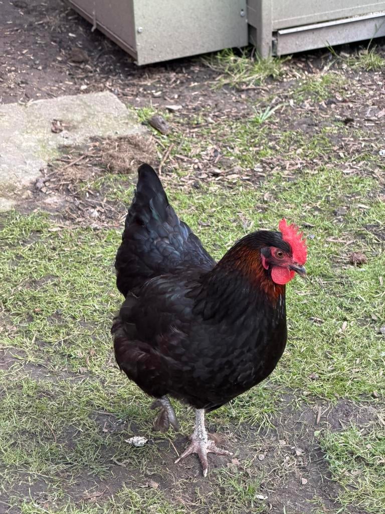 Poule Marans, Femelle, Poule ou poulet