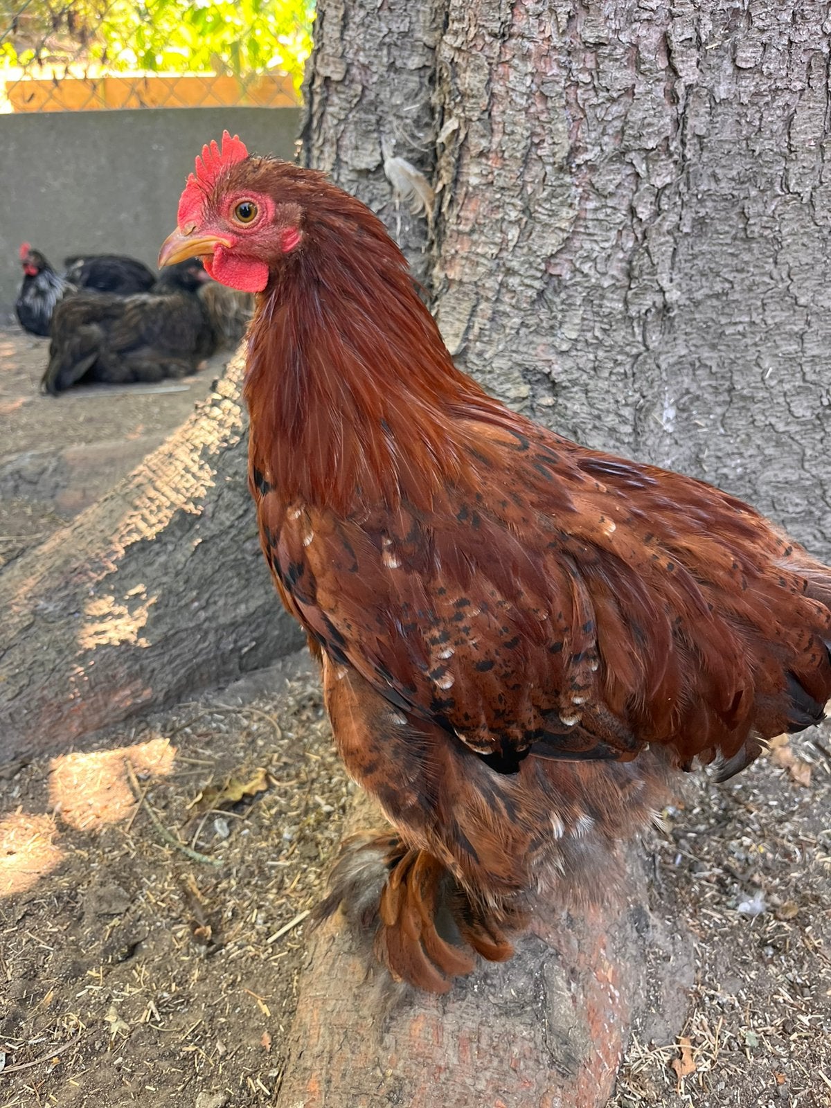 Bruin Cochin kriel haantje, Mâle, Poule ou poulet