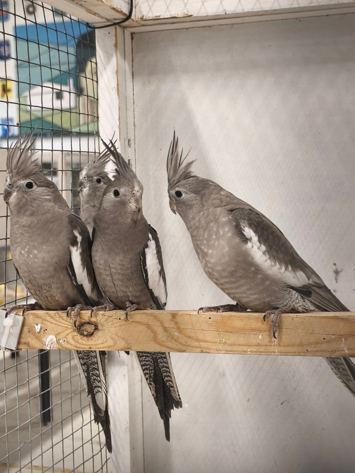 Valkparkieten witwang, Dieren en Toebehoren, Meerdere dieren, Parkiet