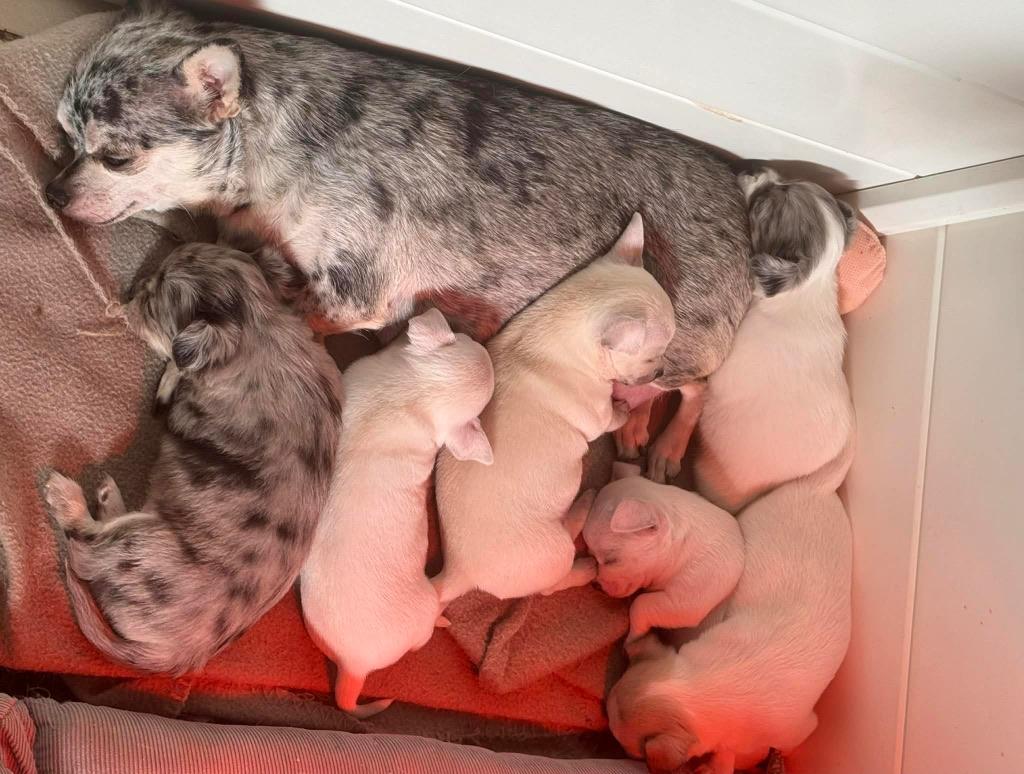 chihuahua pups  mogen pas vanaf 8 mei 2026 verhuizen, Dieren en Toebehoren, Parvo, België, Fokker | Hobbymatig, 8 tot 15 weken